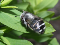 Anthophora alluaudi