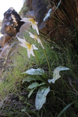 Erythronium shastense