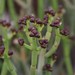 Euphorbia burmannii - Photo (c) Tony Rebelo, algunos derechos reservados (CC BY-SA), uploaded by Tony Rebelo