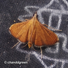 Mabra nigriscripta