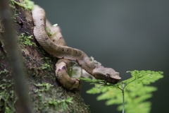 Craspedocephalus puniceus