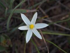 Pauridia serrata albiflora