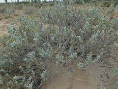 Encelia palmeri