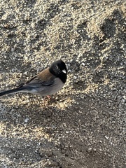 Junco hyemalis thurberi