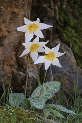 Erythronium shastense