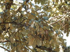 Quercus scytophylla