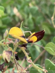 Rhynchosia atropurpurea