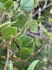 Rhynchosia atropurpurea