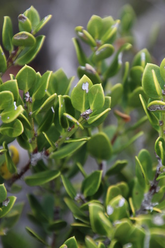 Image of Robsonodendron maritimum by (c) Tony Rebelo, some rights reserved (CC BY-SA)