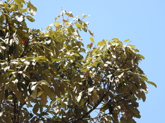 Quercus scytophylla