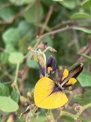 Rhynchosia atropurpurea