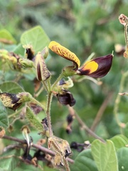 Rhynchosia atropurpurea