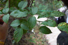 Causonis japonica