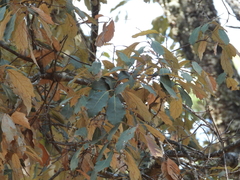 Quercus scytophylla