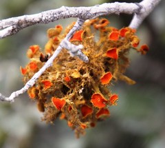 Teloschistes puber