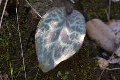 Erythronium shastense