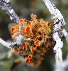 Teloschistes puber
