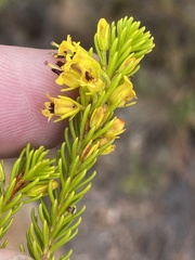 Erica parilis parilis