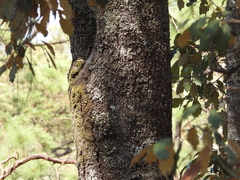 Quercus scytophylla