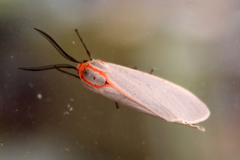 Pygarctia spraguei