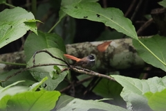 Rhipidura phoenicura