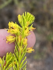 Erica parilis parilis