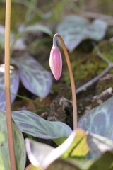 Erythronium shastense