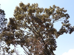 Quercus scytophylla