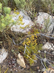 Erica parilis parilis