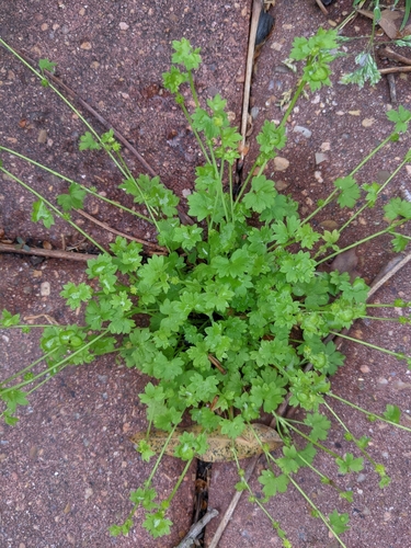 prairie buttercup (Ranunculus platensis)
