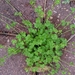 Ranunculus platensis - Photo (c) Sonorabee, algunos derechos reservados (CC BY-NC), subido por Sonorabee
