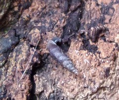 Clausilia