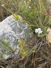 Erica parilis parilis