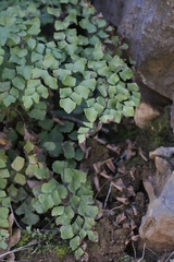 Adiantum shastense