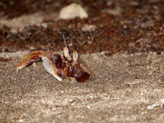 Ocypode ceratophthalmus