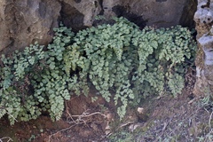 Adiantum shastense