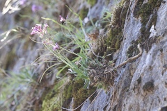 Boechera breweri shastaensis