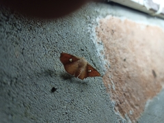 Banisia