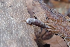 Clausilia