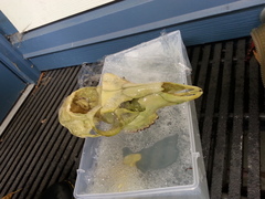 Odocoileus hemionus sitkensis