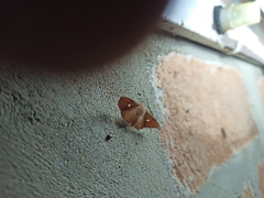 Banisia