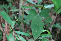 Rubus reflexus