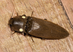 Pyrophorus noctilucus