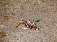 Ocypode ceratophthalmus