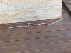 Thelotornis capensis