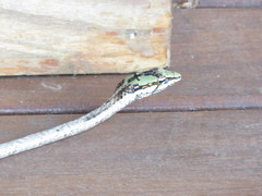 Thelotornis capensis