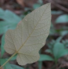 Rubus reflexus