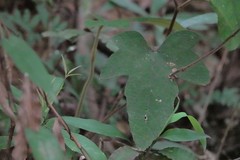 Rubus reflexus