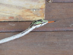 Thelotornis capensis