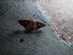 Banisia